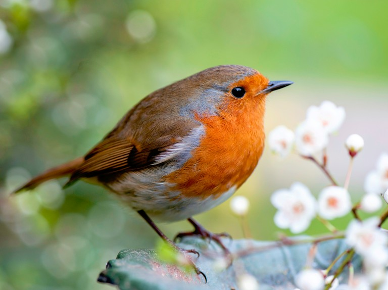 Starry Bird